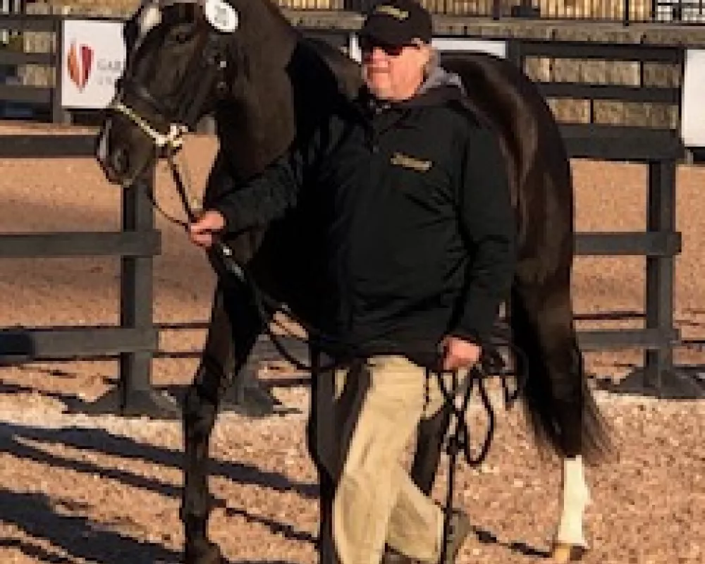 Manu Forti Demelza Touch at Young Horse Show Finals 2019