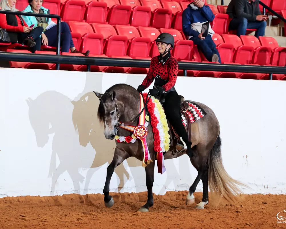 2019 IALHA Reserve National Champion - Western Pleasure Jr Horse