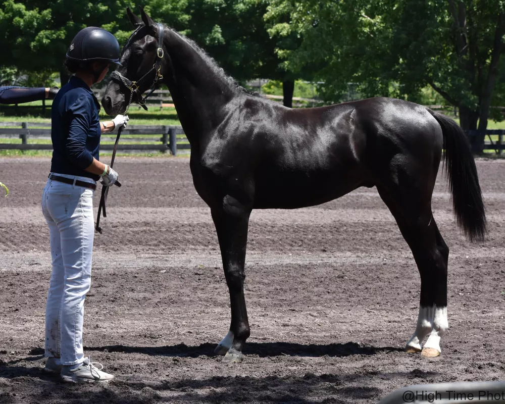 Finest Hour BC at Virginia Summer Dressage 2019 on his way to Grand Champion