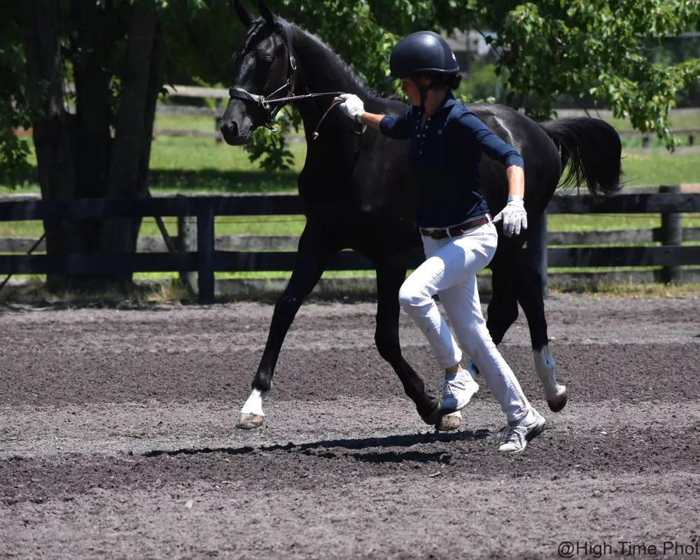 Finest Hour BC at Virginia Summer Dressage 2019 on his way to Grand Champion