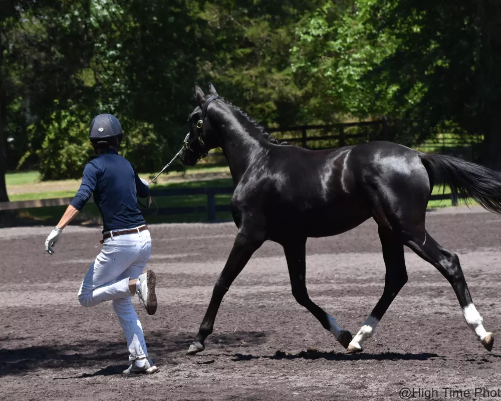 Finest Hour BC at Virginia Summer Dressage 2019 on his way to Grand Champion