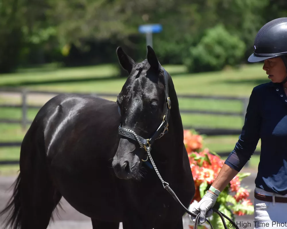 Finest Hout BC at Virginia Summer Dressage 2019 on his way to Grand Champion