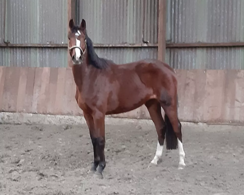 3 Year old out of States Prem. Heraldik XX/Lord Mare 