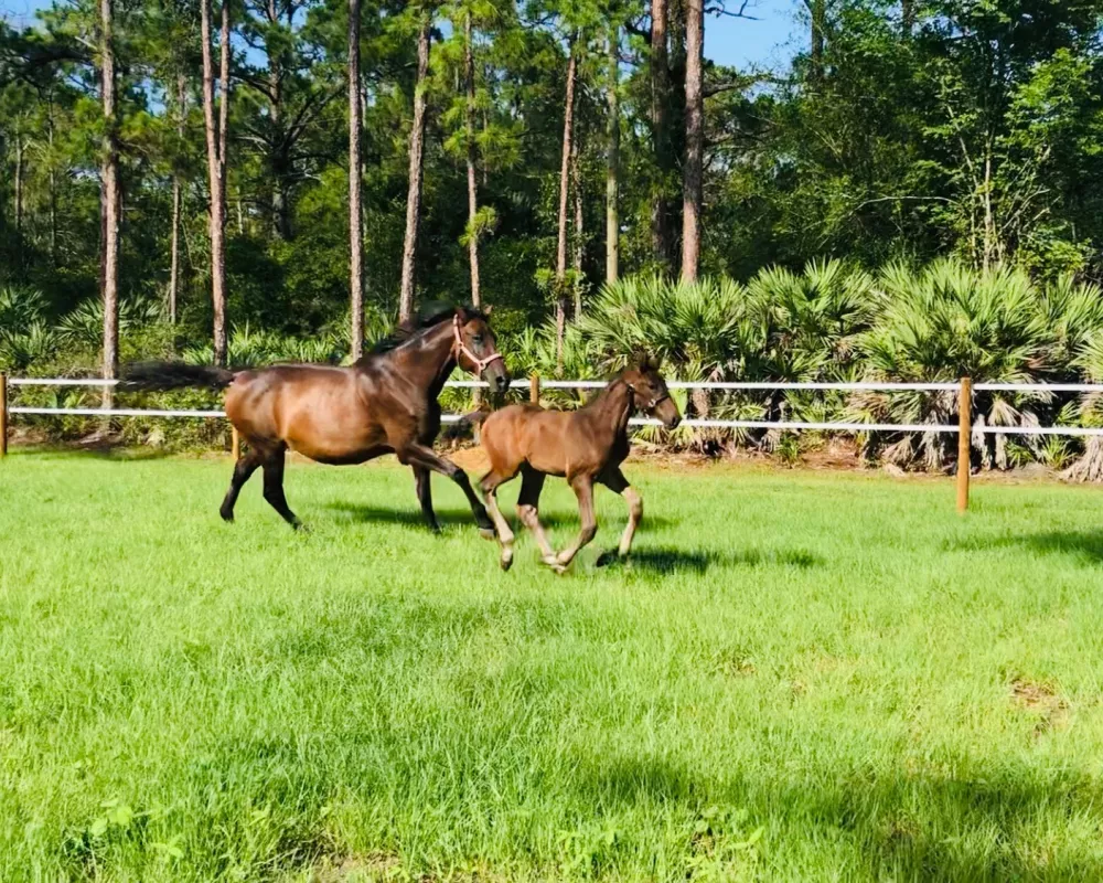 Aurelianne (Lily) with most recent Filly