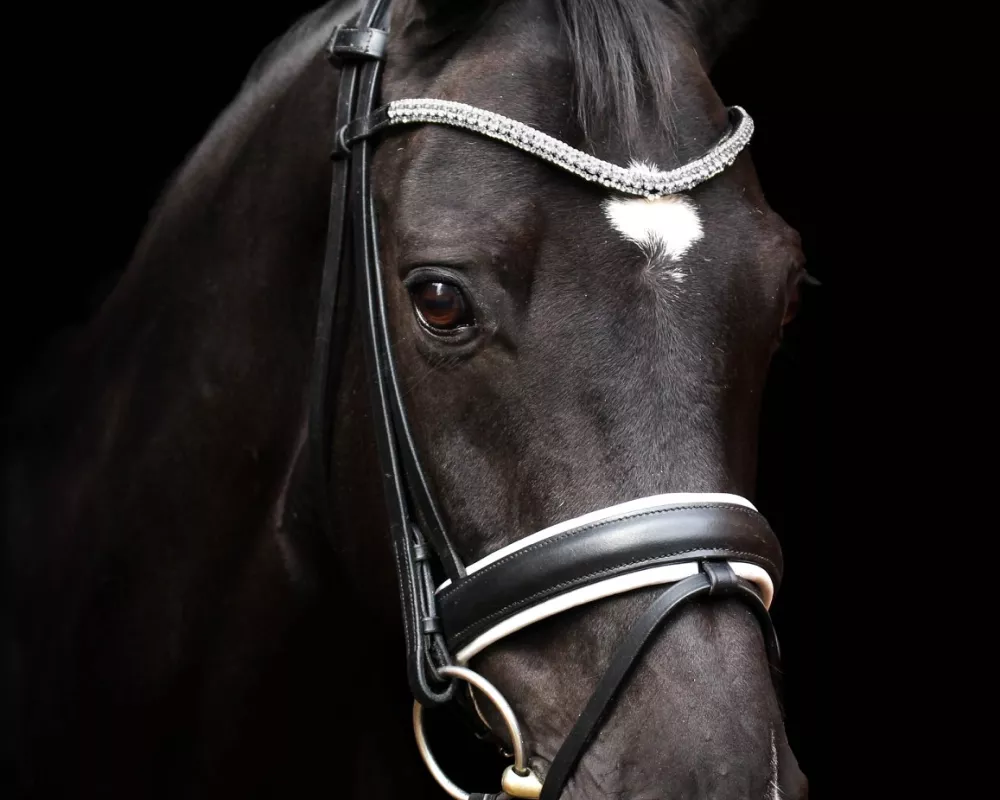 Headshot of a black gelding with star and snip on a black background