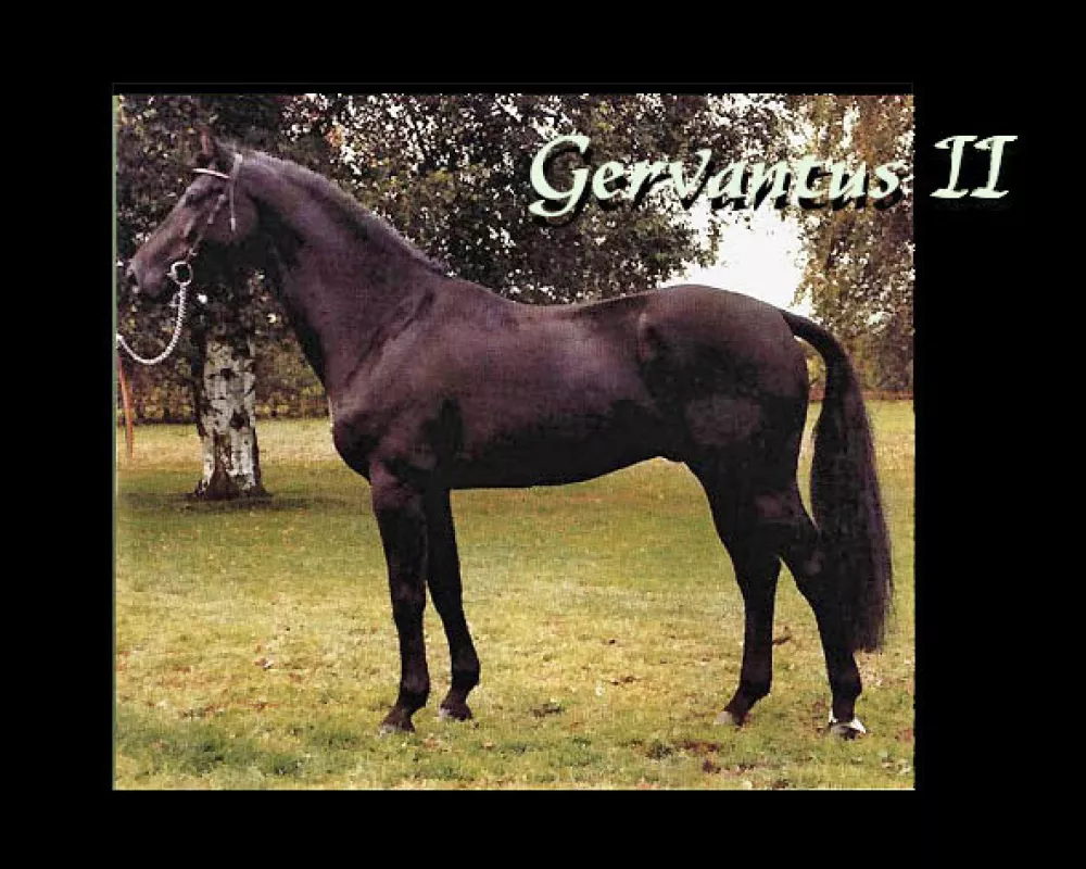 Sire - Gervantus II - international jumper