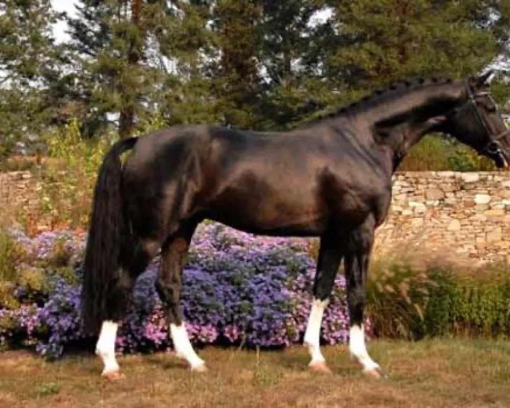 Donnerweiss (sire)