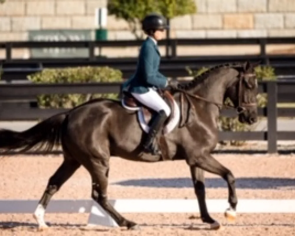 2019 Young Horse Show- Tryon International Equestrian Center