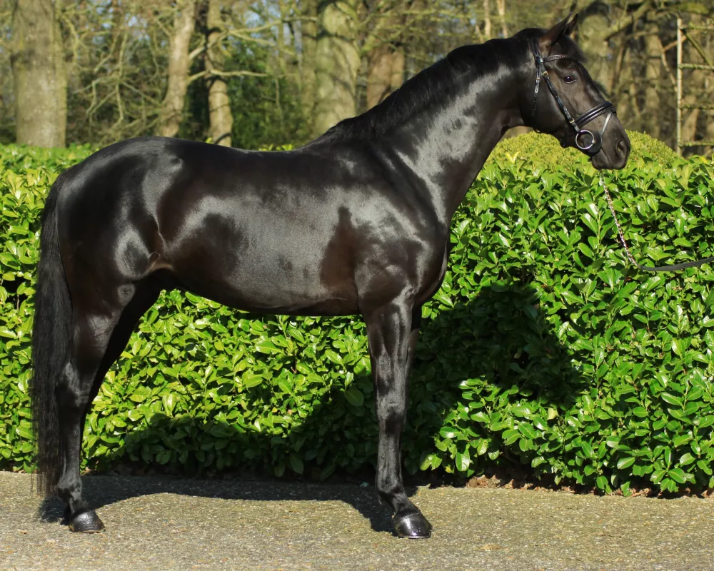 Dressage horse Governor by Totilas for Sale
