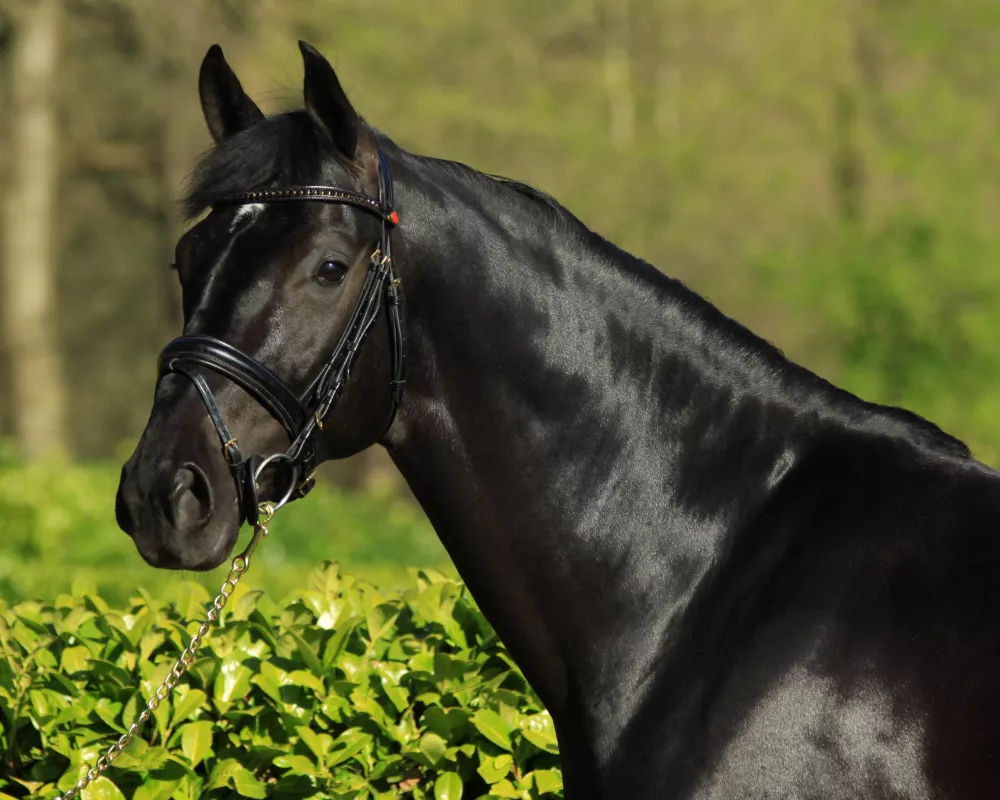 Dressage horse Governor by Totilas for Sale