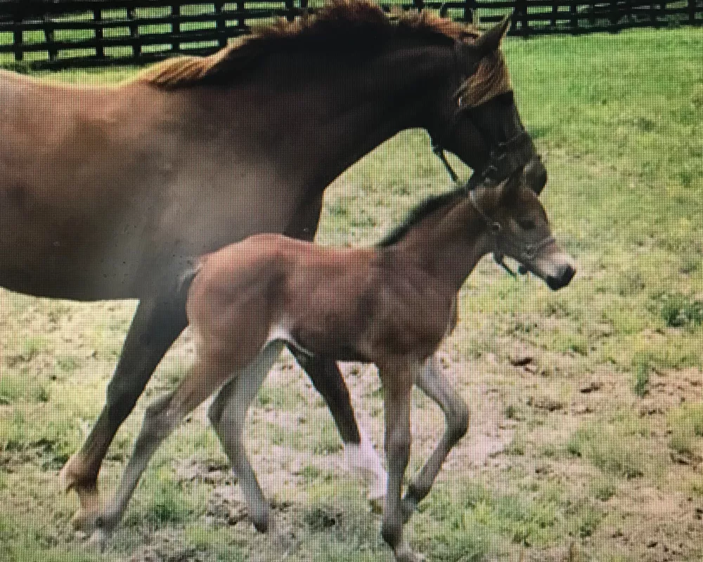 2019 filly by Landsong