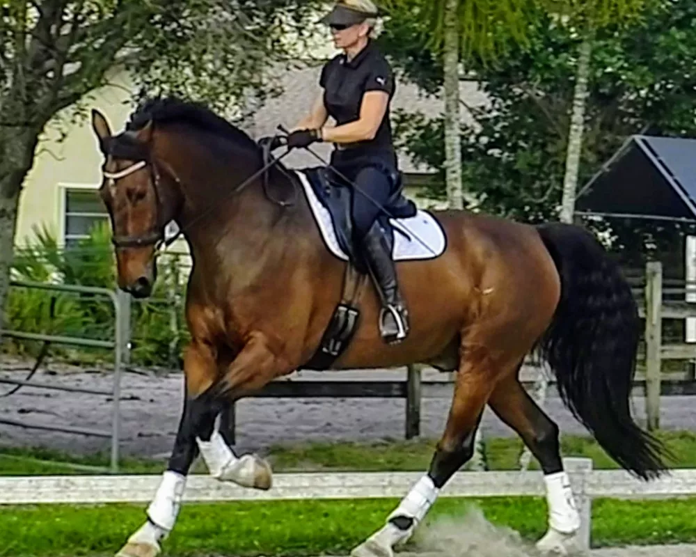 Dressage