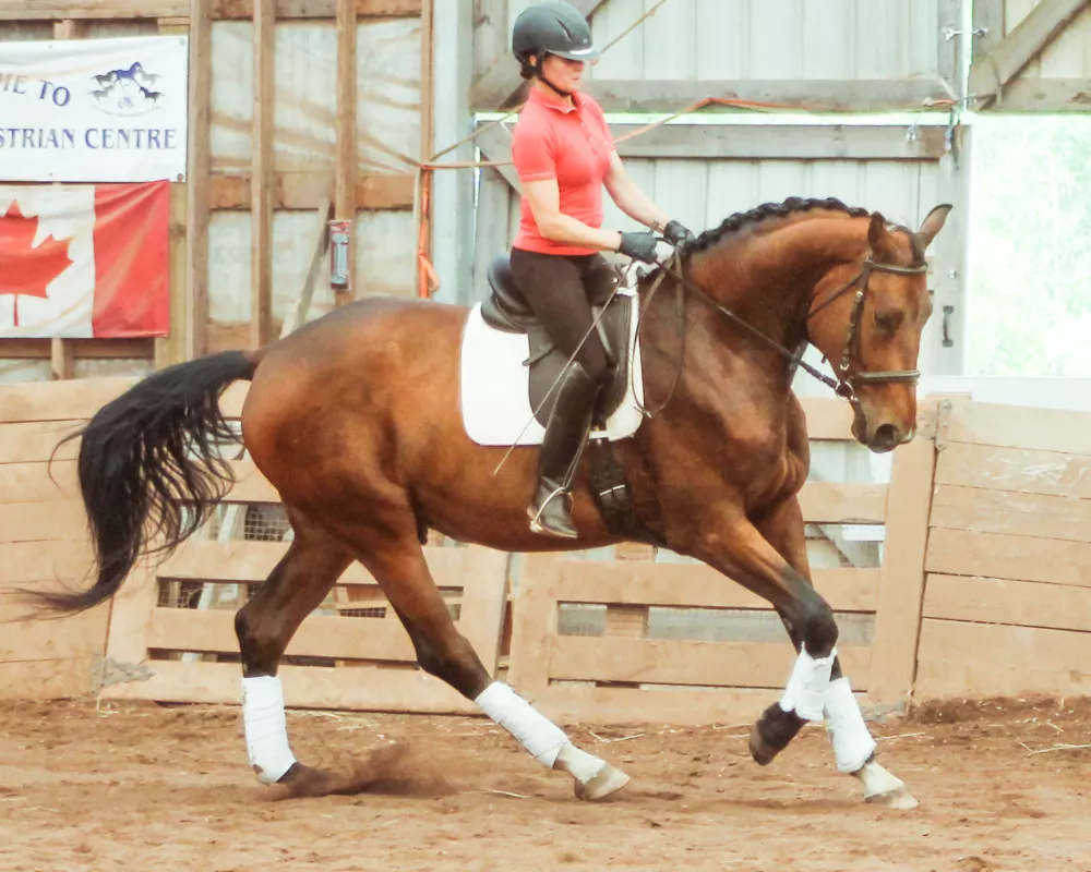 Right lead canter, demonstrating hind leg action.