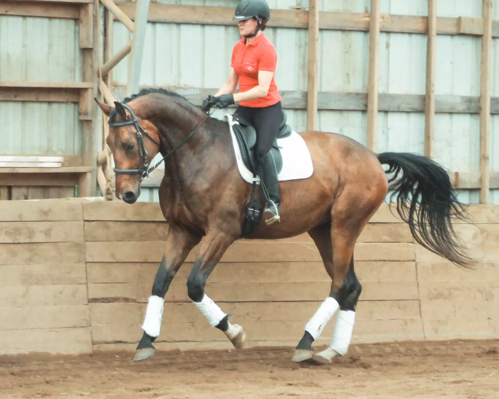 Left lead canter, June 2020