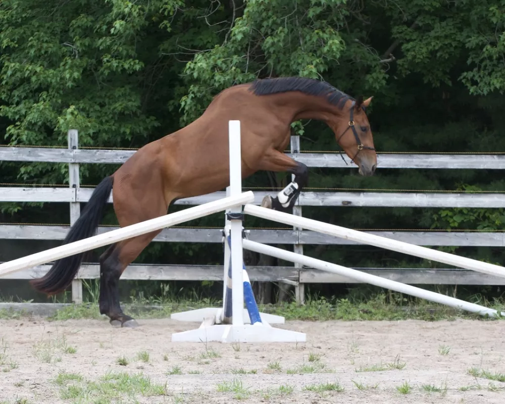 Maestro NSN, 3 years, being introduced to jumps