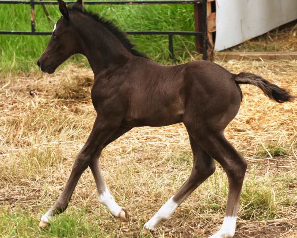 baby canter