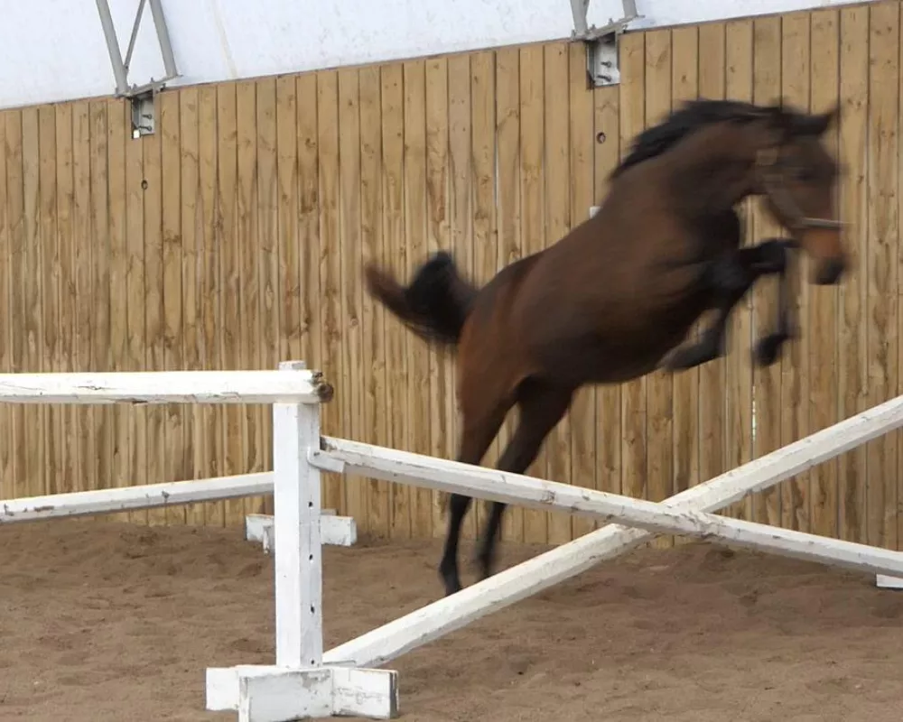 First time jumping *(yearling)