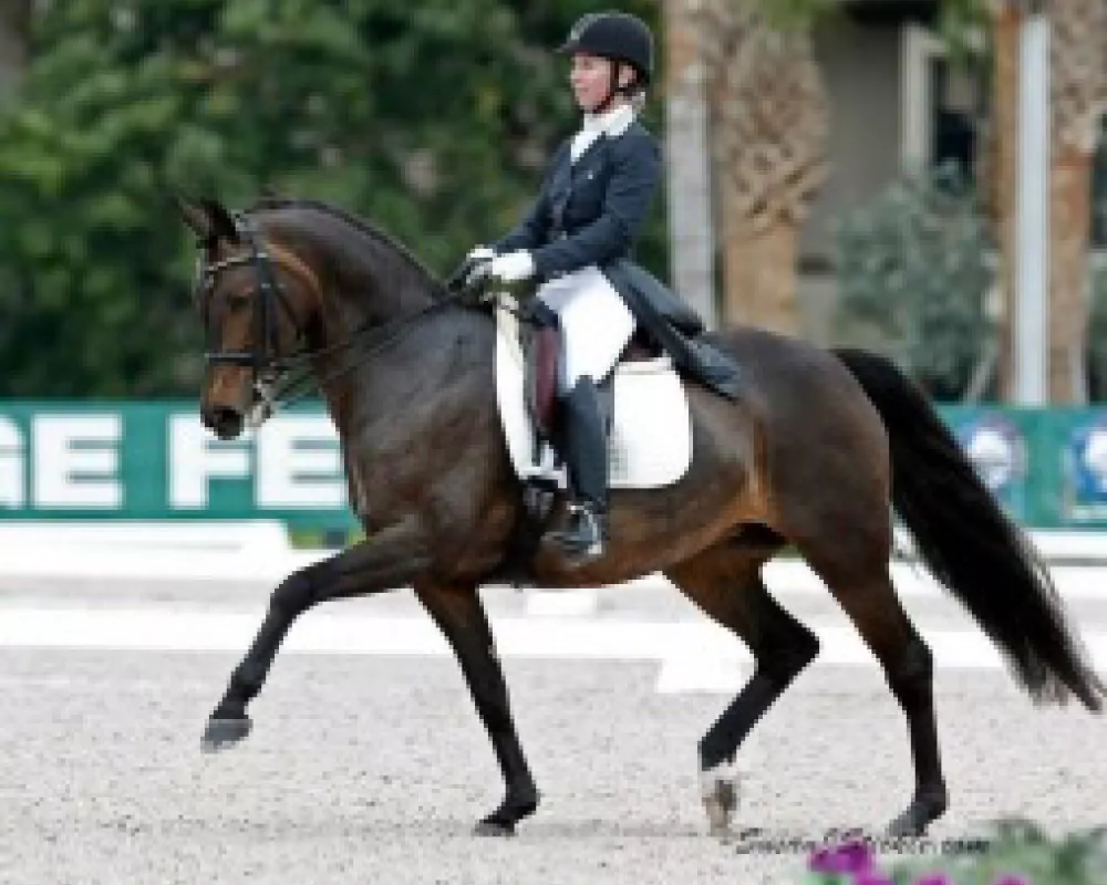 Beau's Maternal Grand Dam, Elite L'Amour Grand Prix Gold Medal Dressage Horse