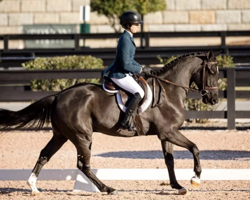 MFF Touch of Dante IDSH-2015 half brother; Best Bred American Horse & won his jump chute class@Tryon International Equestrian Center (TIEC) in 2018 as a 3yo; finished 2020 with a win in the 5yo 1.15m class at HITS Ocala