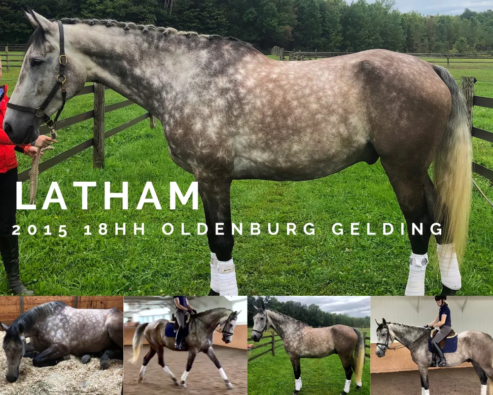 A conformation photo of Latham, a grey 2015 Oldenburg