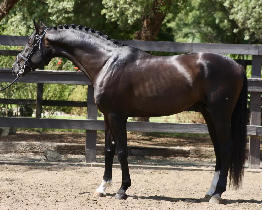 Sire Sivan (Sezuan x Desperados x Sandro Hit)