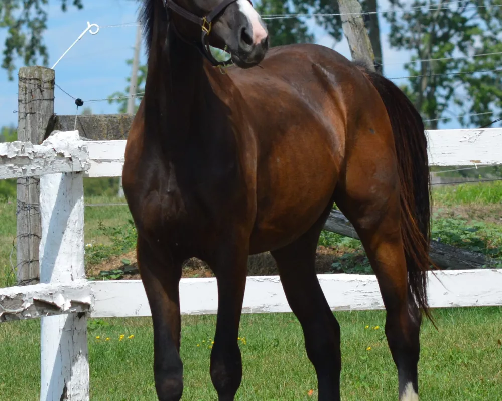 Sir G - 2018 dark bay gelding by the fantastic stallion Sir Gregory 