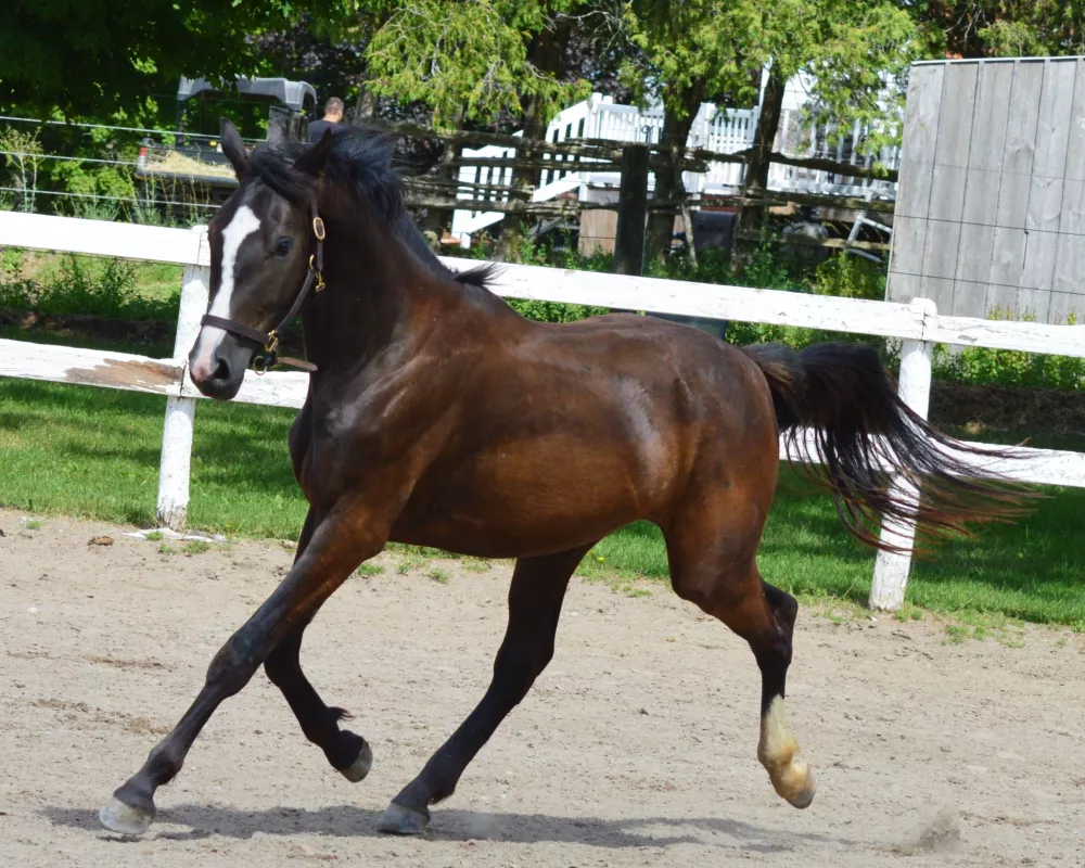 Sir G - 2018 dark bay gelding by the fantastic stallion Sir Gregory 