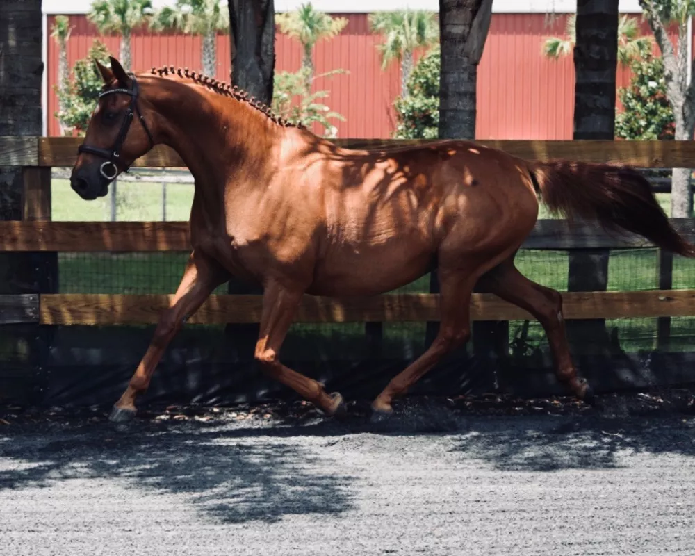 Lalique bred by top Trakehner breeder in USA