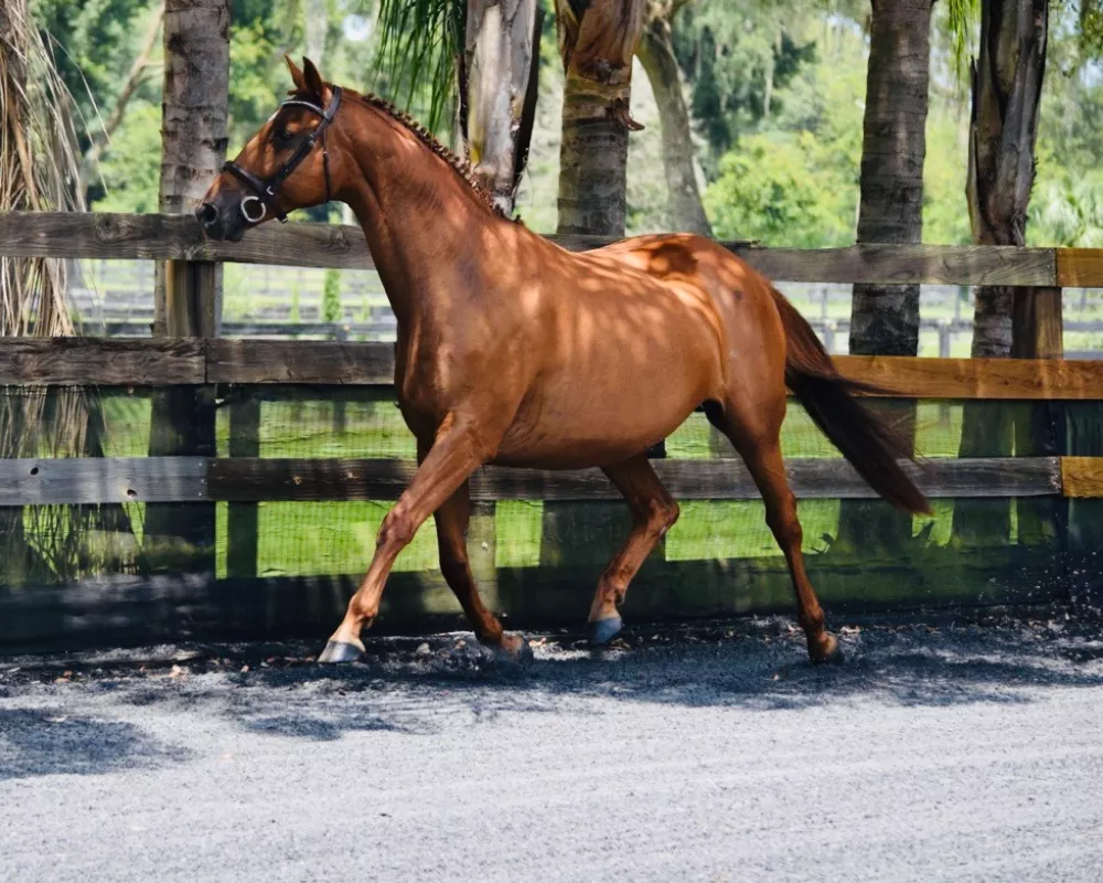 Lalique trakehner mare with impeccable bloodlines