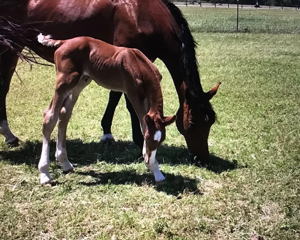 Tiamo Furiosa with her 2020 filly by Total Hope