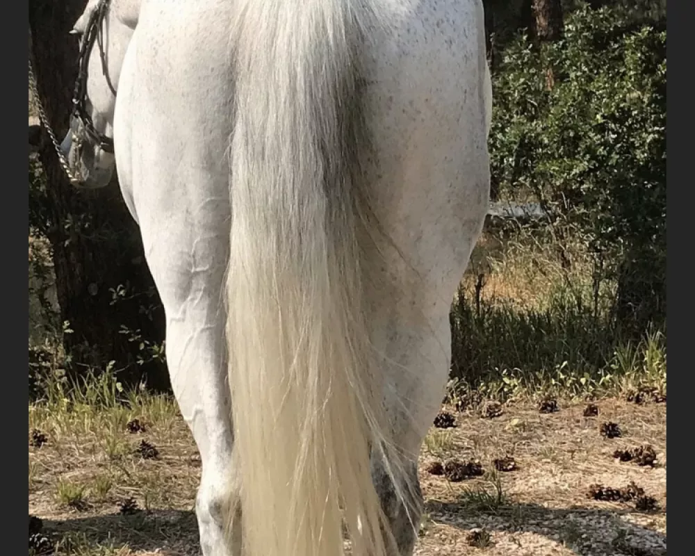 Aleen "Leenie" 12 YO Holsteiner Mare