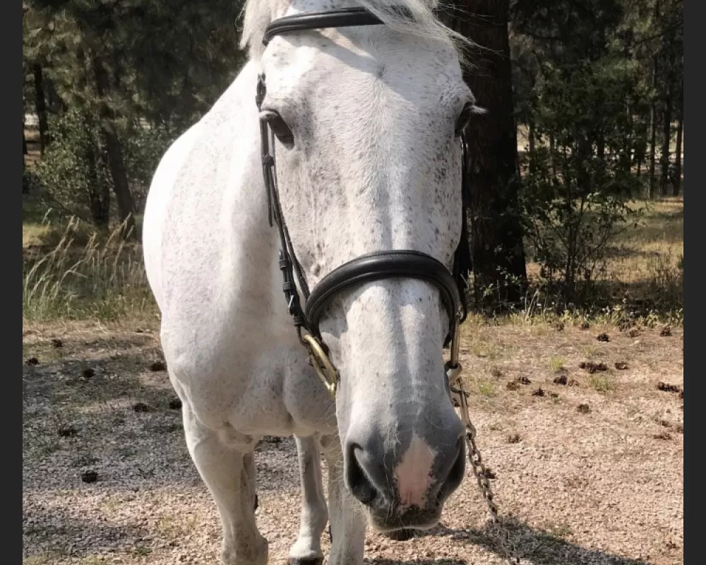 Aleen "Leenie" 12 YO Holsteiner Mare