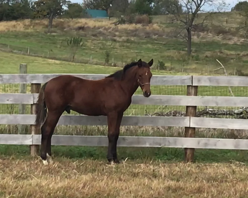 2019 colt by Special D