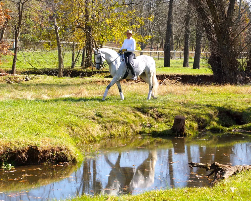 Beautiful gray horse ridden next to stream