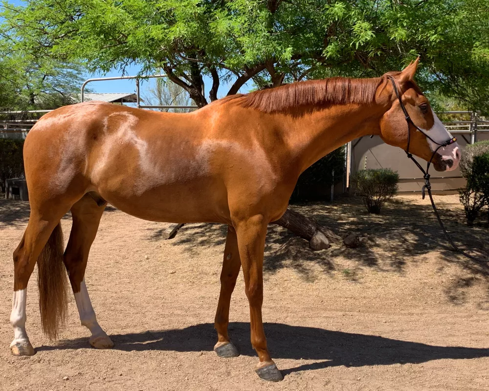 Bella's Fellini 2013 Registered PRE Andalusian/KWPN