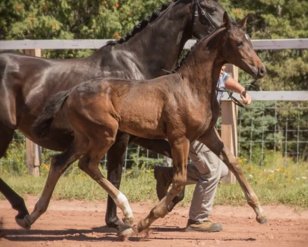 2019 filly one of the top in Canada
