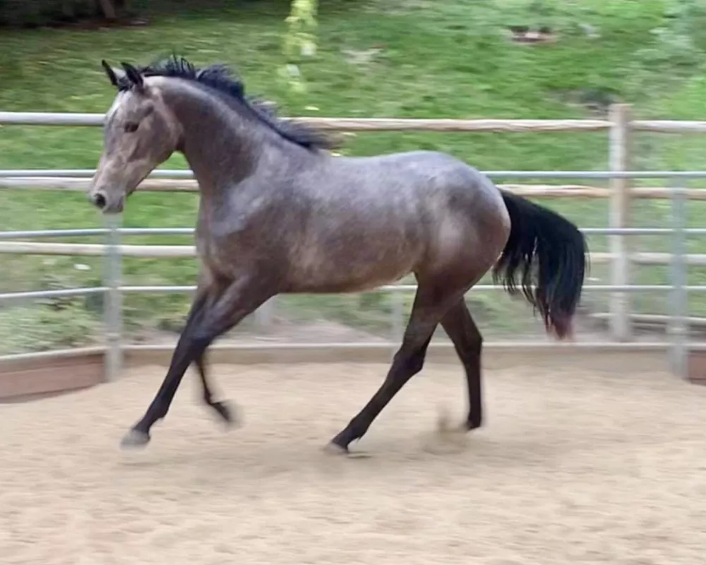 2019 Filly by Fanstastic 