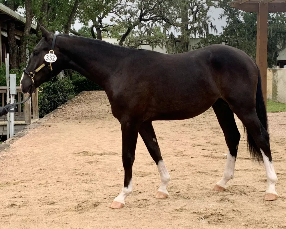 Gatsby's Touch of Chrome 2019 half brother: USEA Central U.S. Championship FEH yearling colt