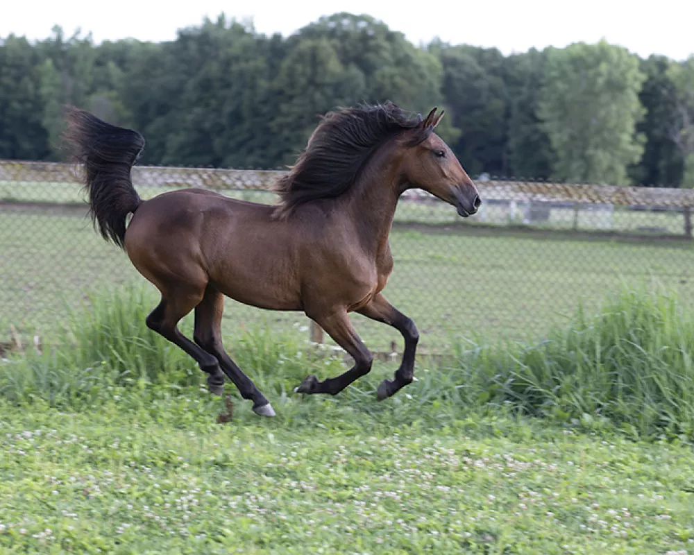 Ember Friesian Sport Horse filly