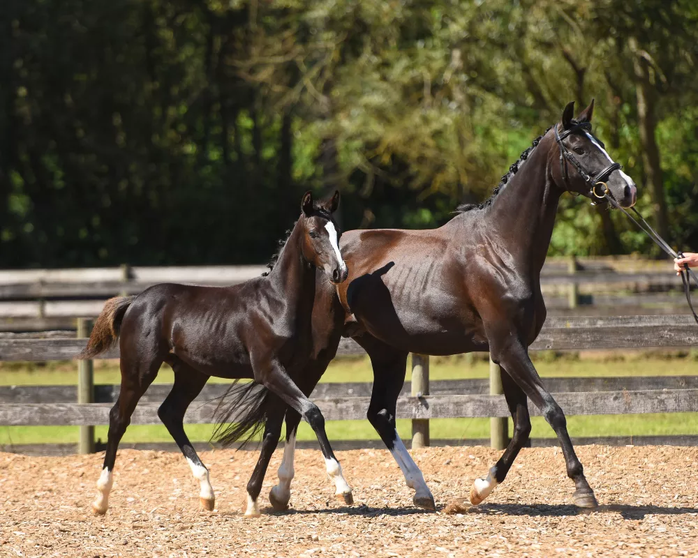 Sonata with second foal, Corleone.