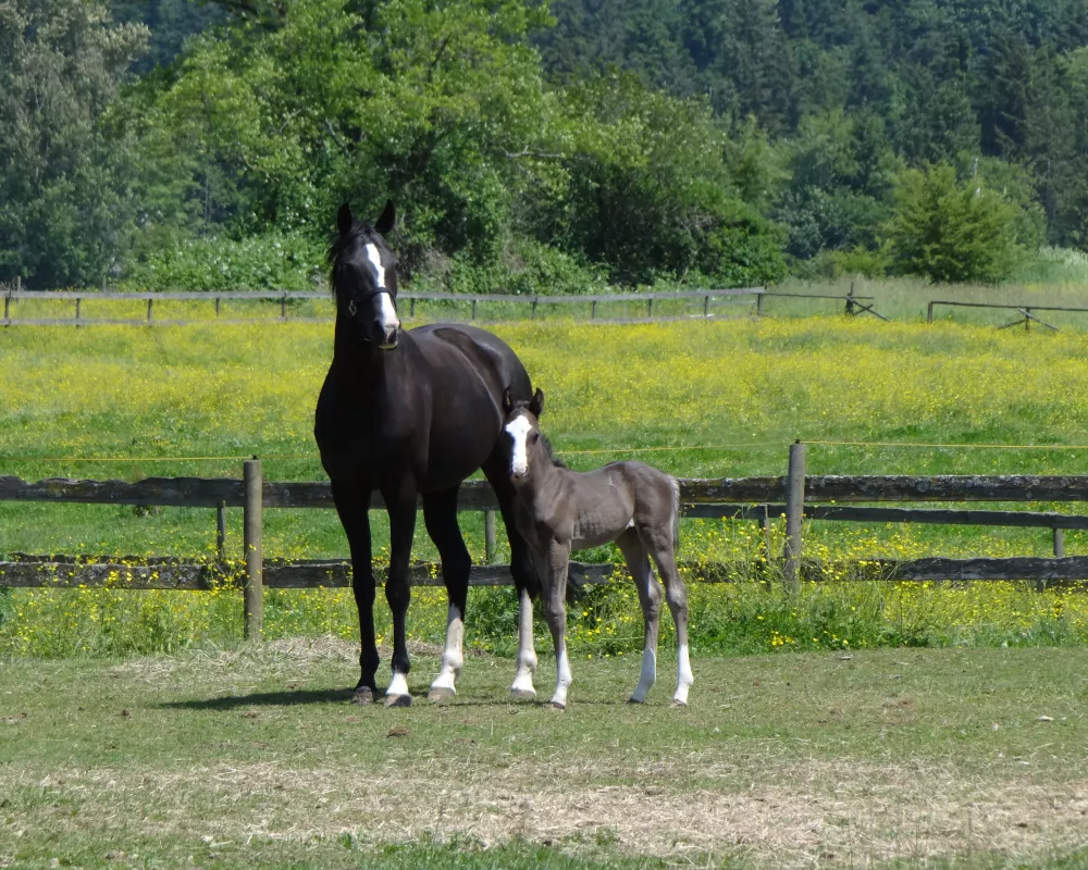 Sonata with first foal, Donny.