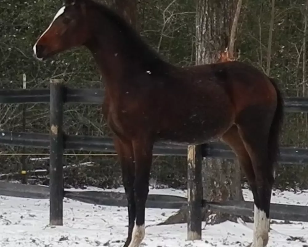 Bay, 7 month old filly by Rotspon
