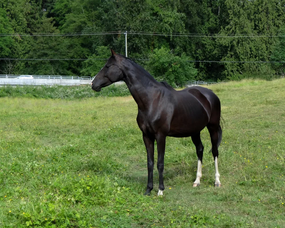 Sonata in meadow.