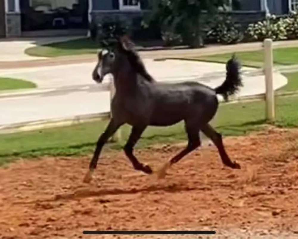 Pure Bliss Trot