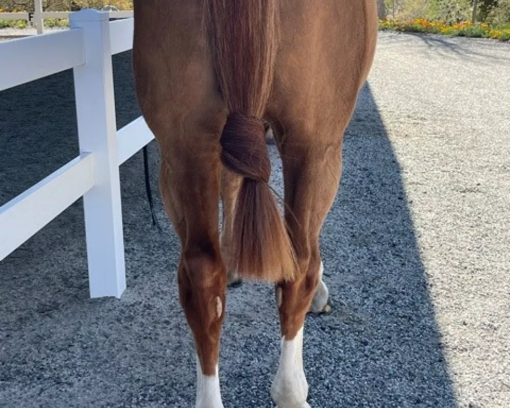 jag rear 