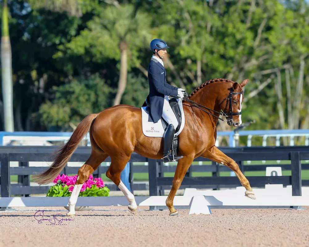 Sire: Qredit Hilltop