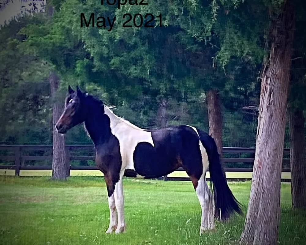 Reg. Friesian Sporthorse mare