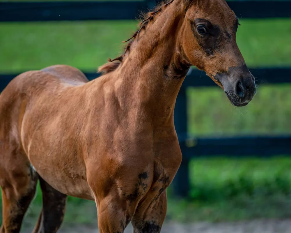 August 2021 shedding out dark liver