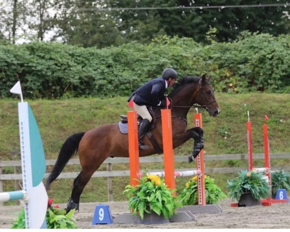 7 yr old gelding competing in AA hunters & jumpers 3.3ft