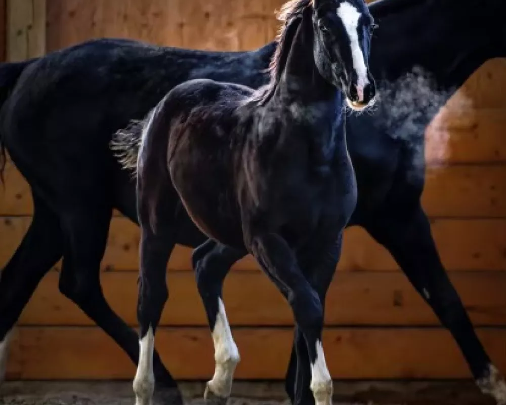 Full sibling to foal in-utero